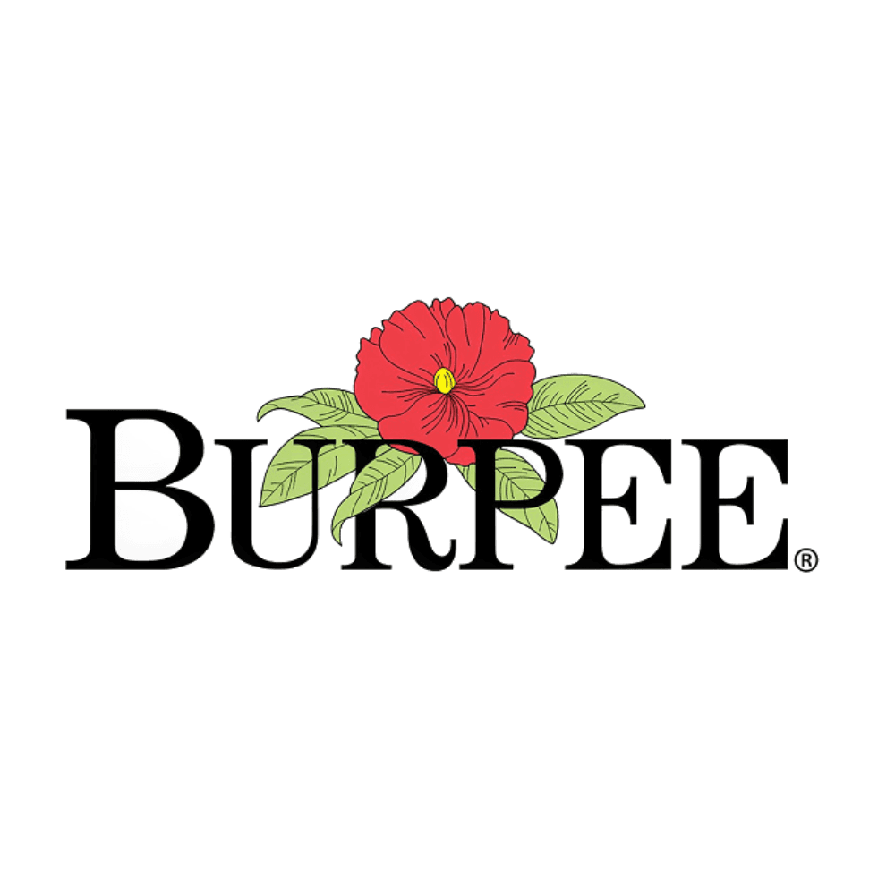 Burpee